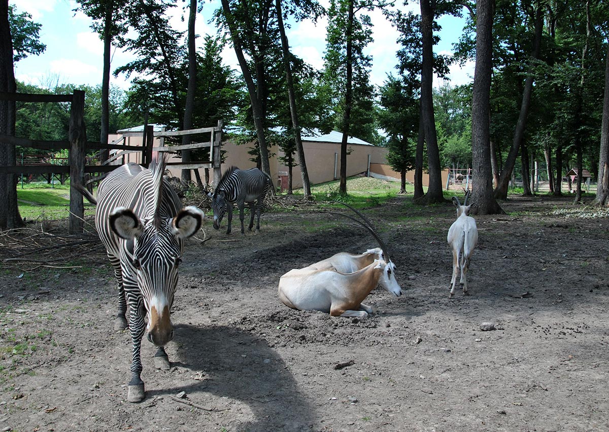 Animal Park / Zoo