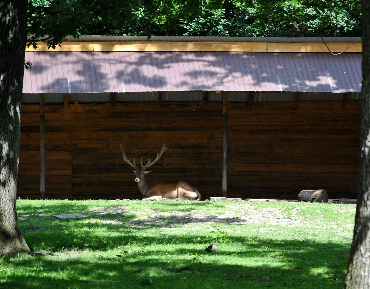 Animal Park / Zoo