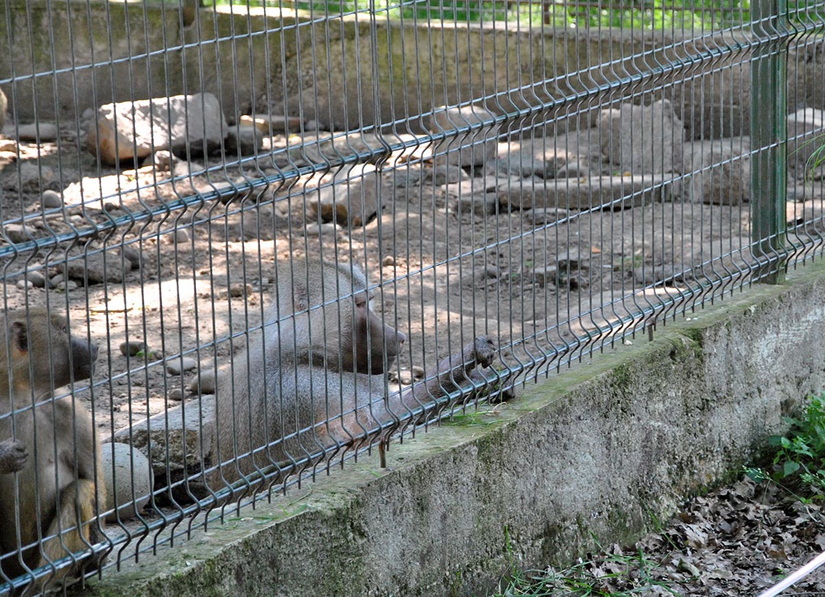 Animal Park / Zoo
