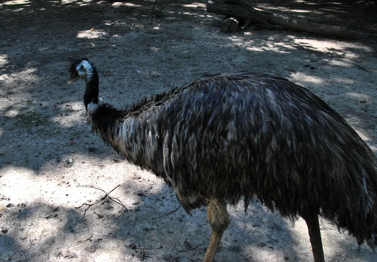 Animal Park / Zoo