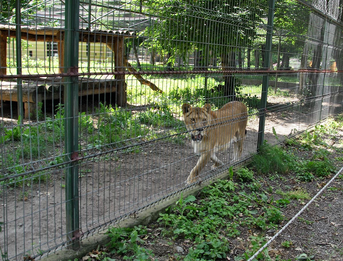 Animal Park / Zoo