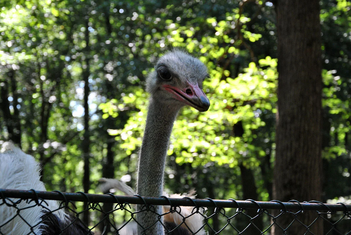 Animal Park / Zoo