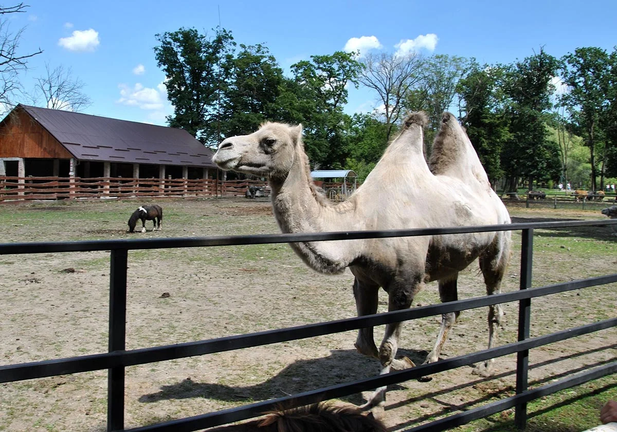 Animal Park / Zoo