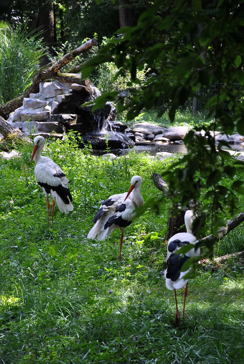 Animal Park / Zoo