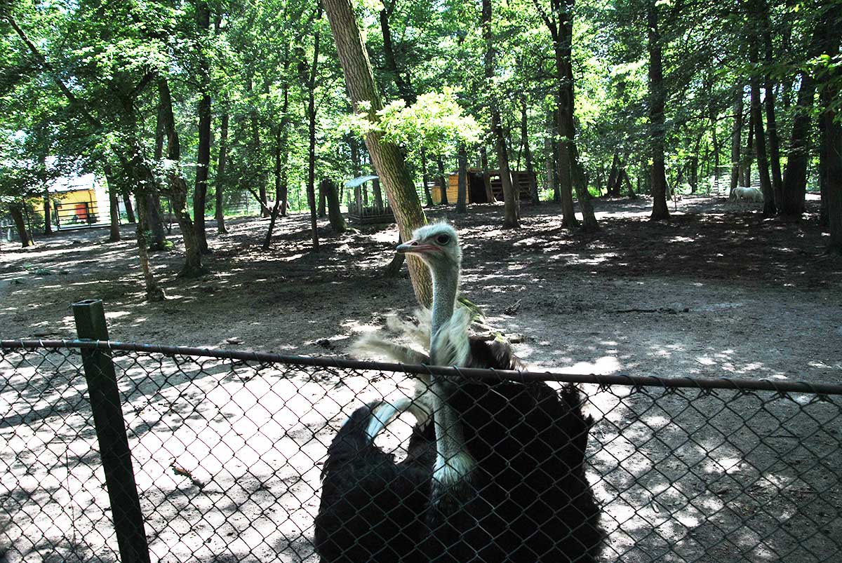 Animal Park / Zoo