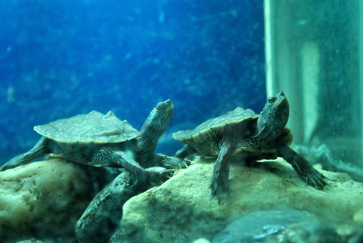Animal Park / Zoo