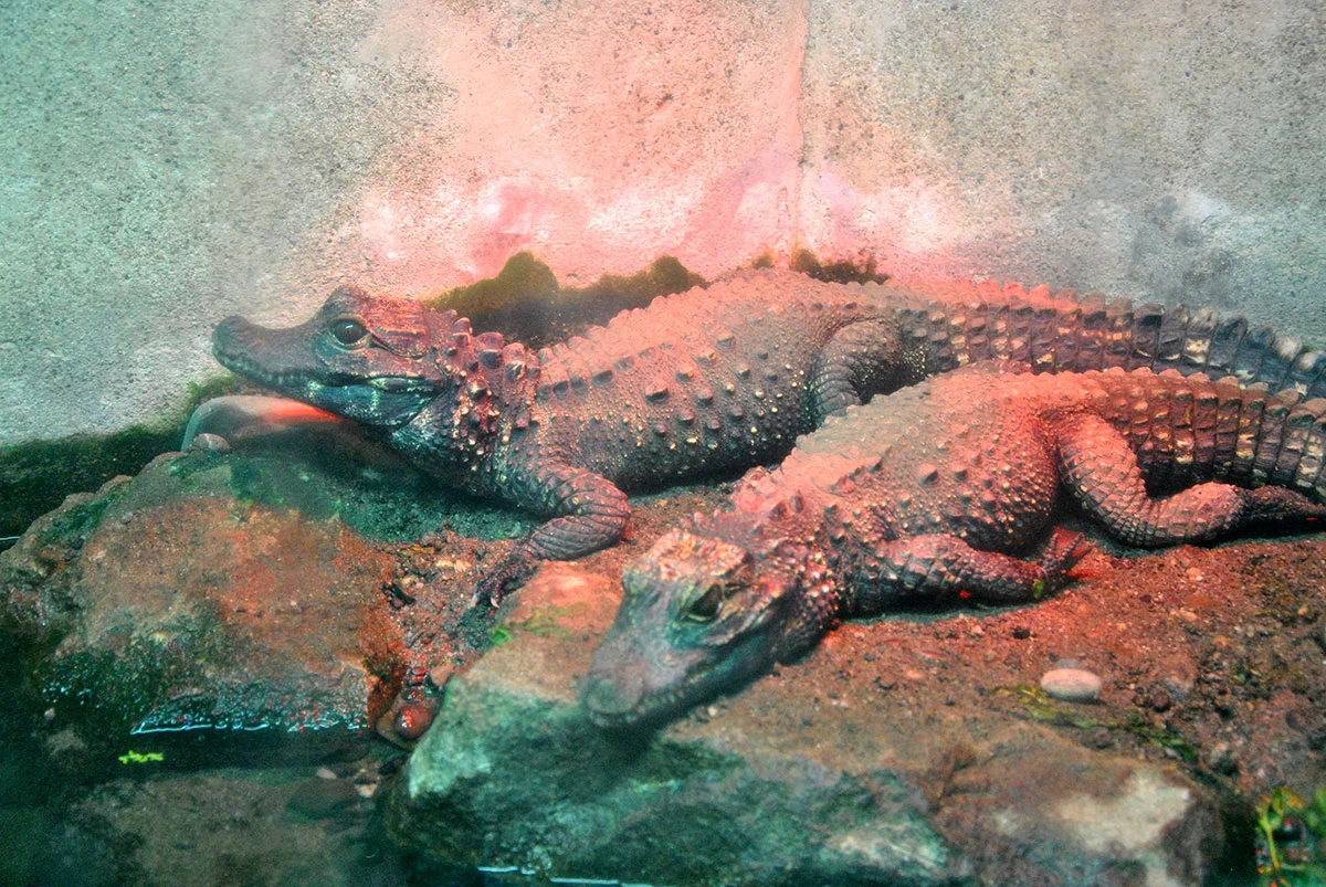 Animal Park / Zoo