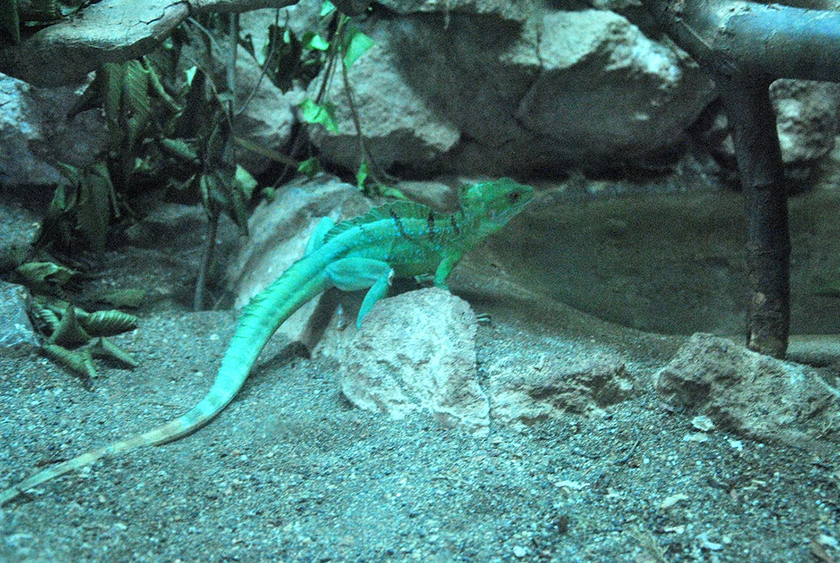 Animal Park / Zoo