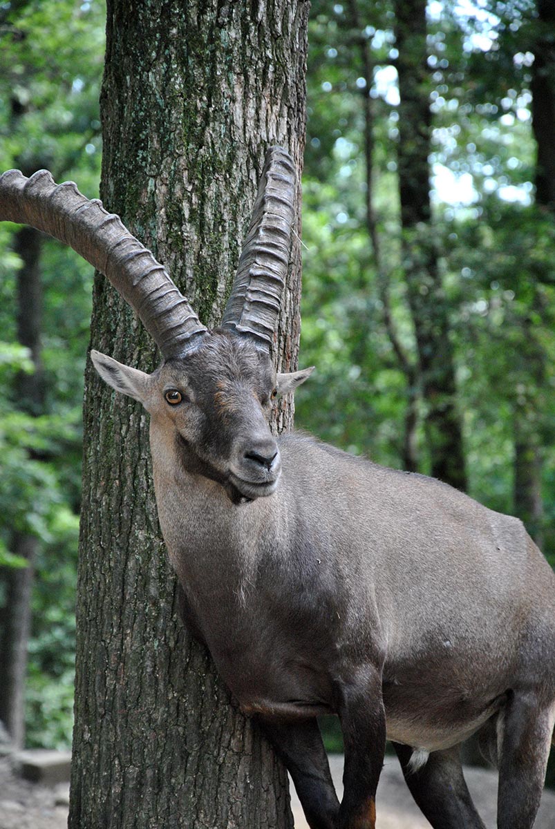 Animal Park / Zoo