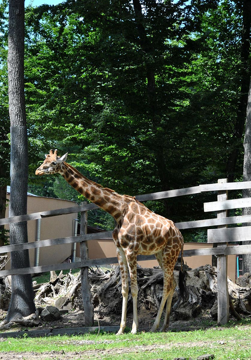 Animal Park / Zoo